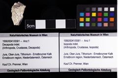 Foto (Objket + Etiketten) von Isopoda indet. 